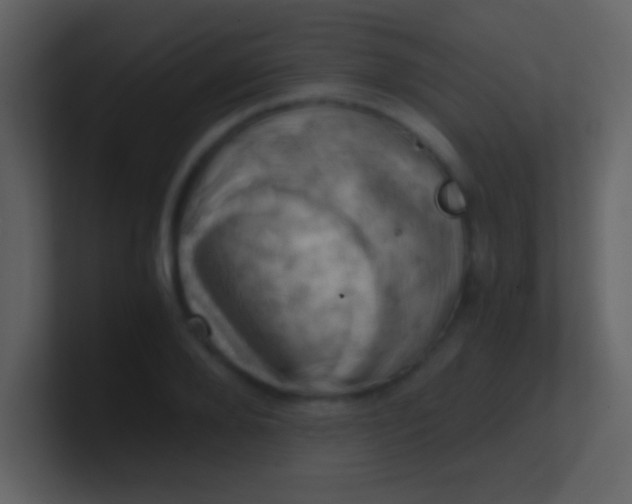 X0000100930888200807081210