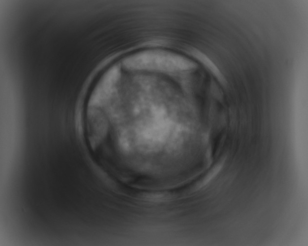 X0000100930939200807081210