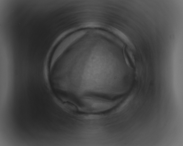 X0000100930942200807081210