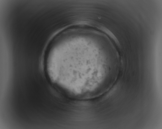 X0000100931020200807081208