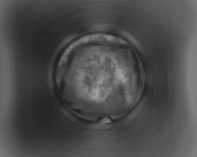 X0000100931026200807081208