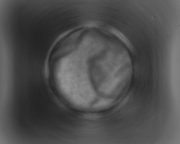 X0000100931036200807081208