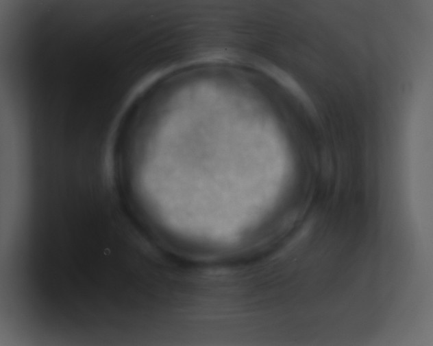 X0000100931230200807081206