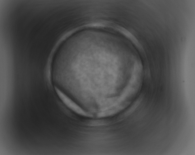 X0000100931232200807081206