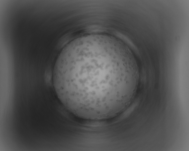 X0000100931273200807081205