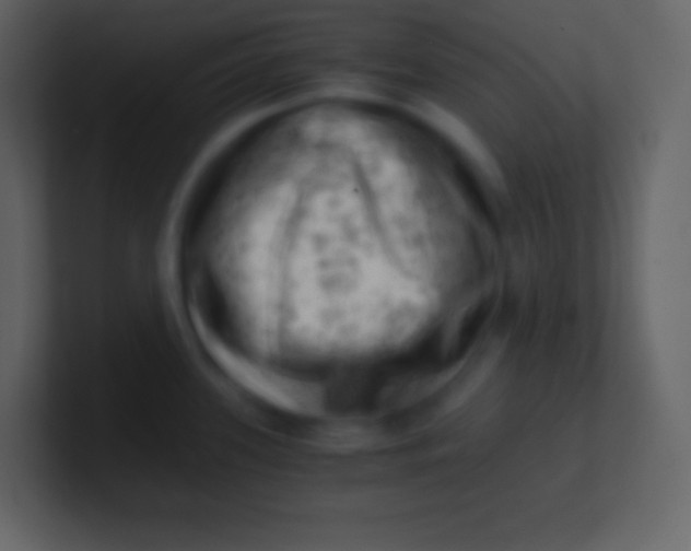 X0000100931339200807081204