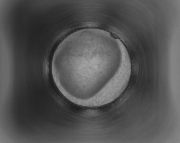 X0000100930350200807151249