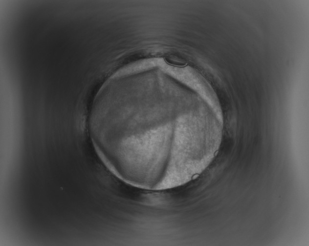 X0000100930417200807151248