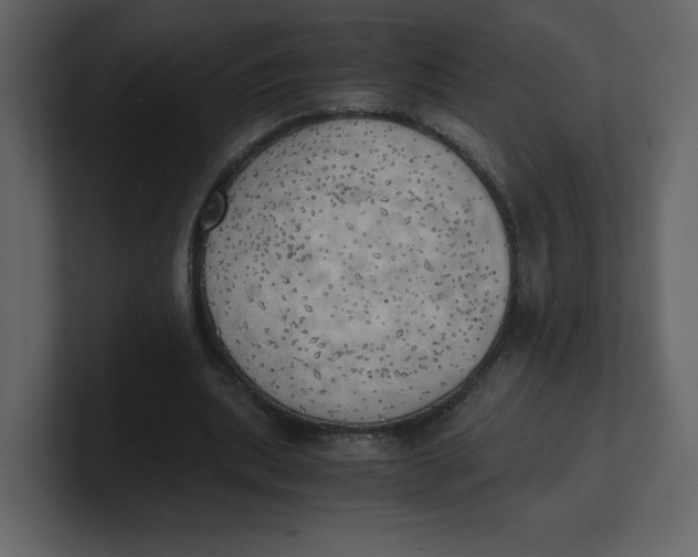 X0000100930439200807151247