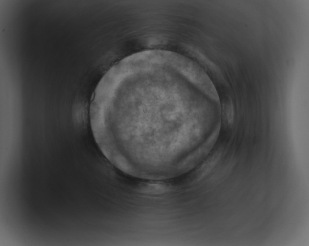 X0000100930475200807151248