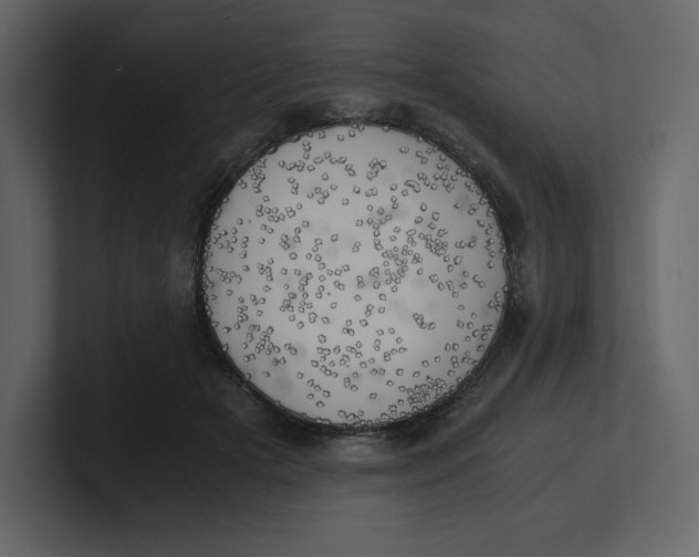 X0000100930505200807151247