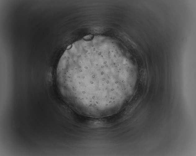 X0000100930655200807151245