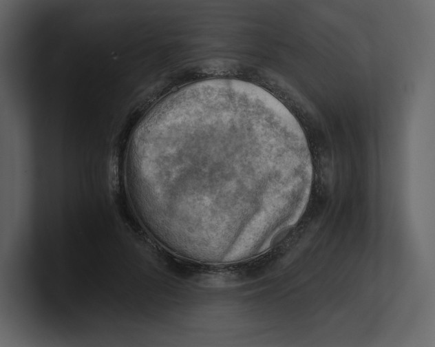 X0000100930696200807151244