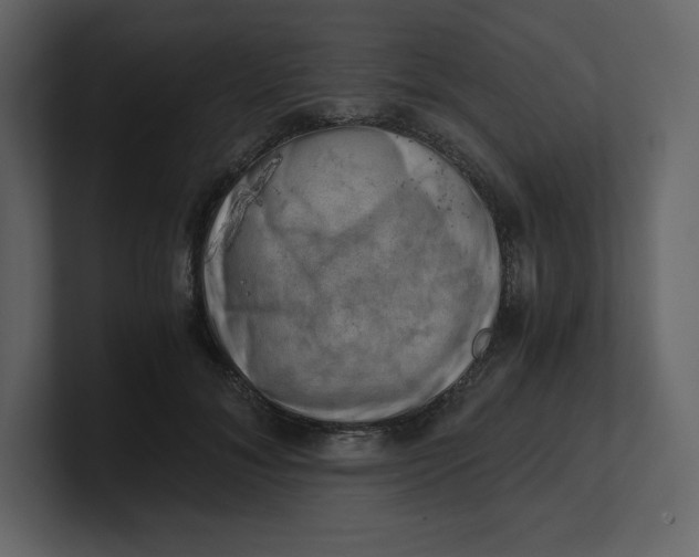 X0000100930700200807151244