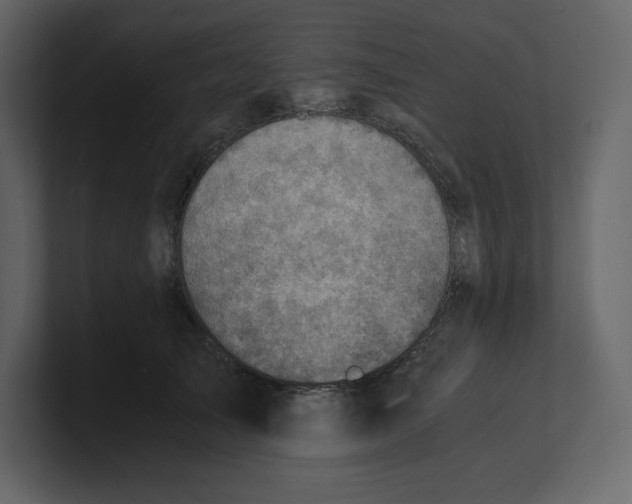 X0000100930705200807151244