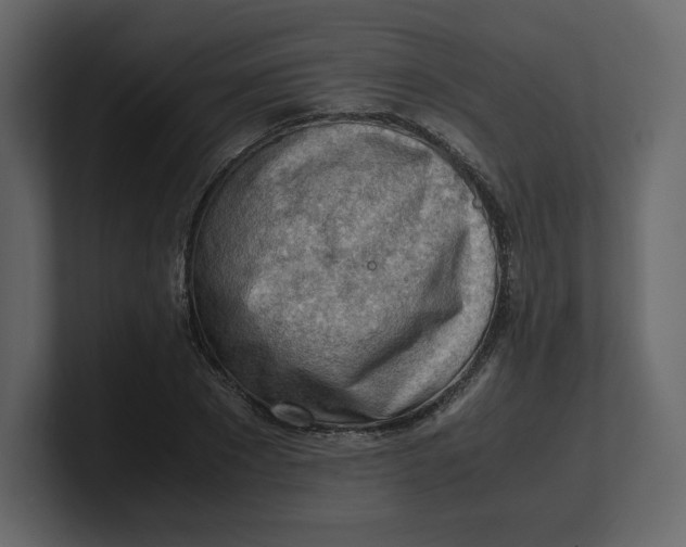 X0000100930881200807151242