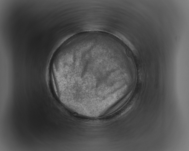 X0000100930885200807151242