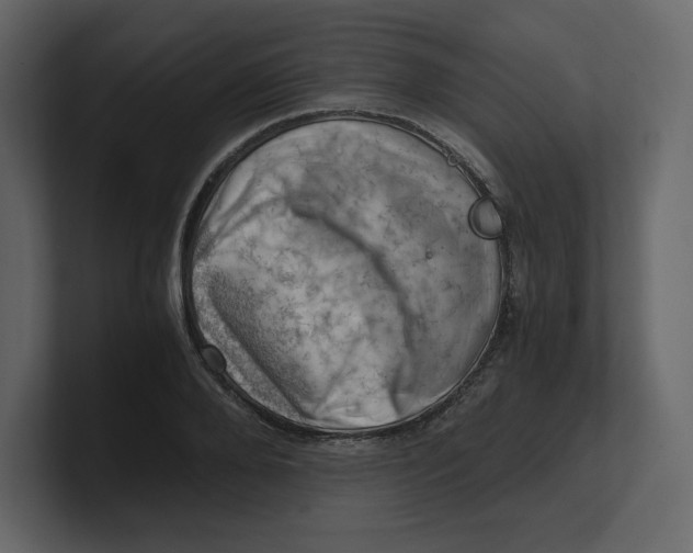 X0000100930888200807151242