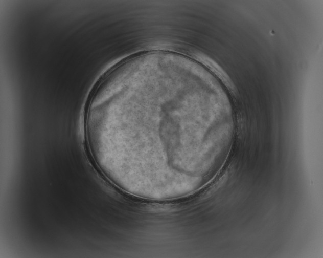 X0000100931036200807151240