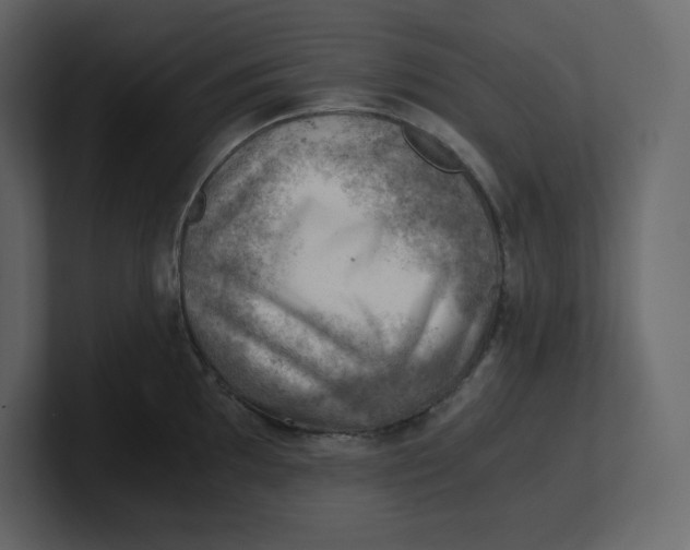 X0000100931097200807151239