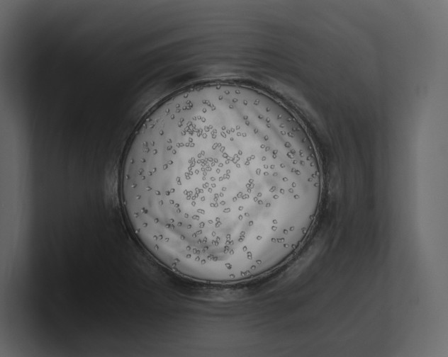 X0000100931273200807151236