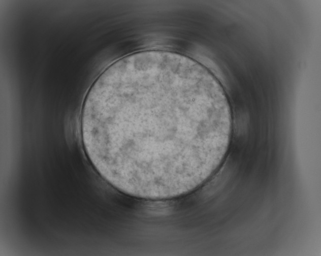 X0000100931338200807151236