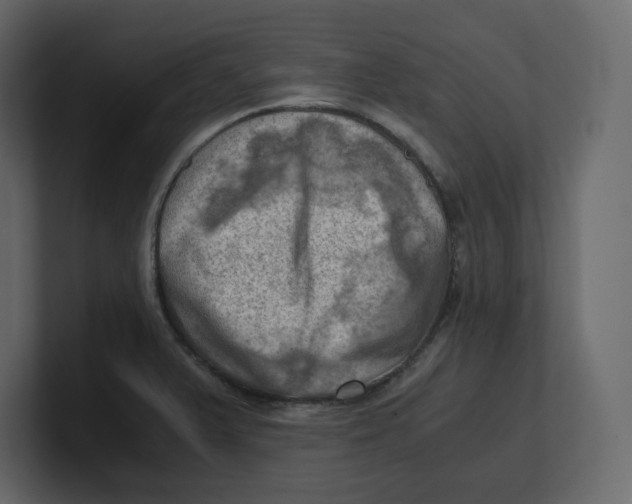 X0000100931375200807151235