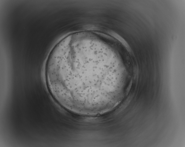 X0000100931439200807151234