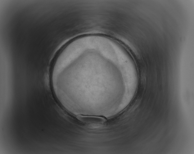 X0000100931460200807151233