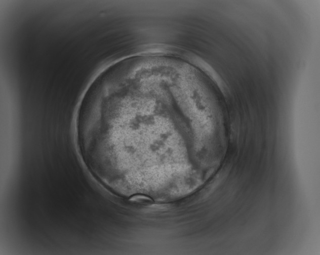 X0000100931483200807151233