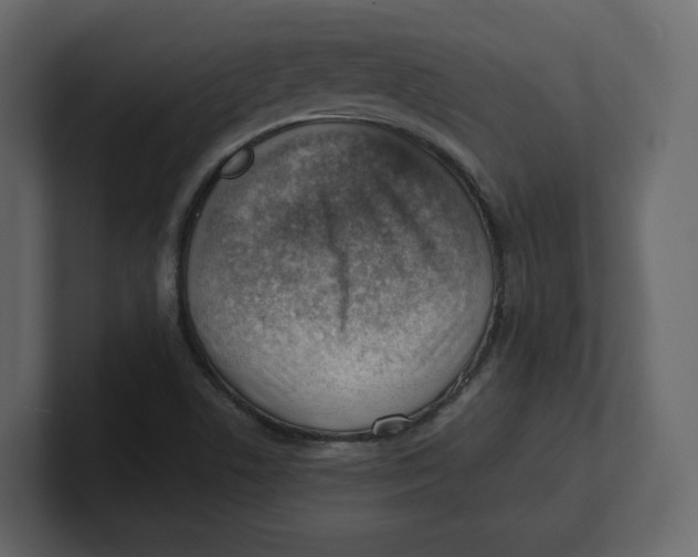 X0000100931506200807151232