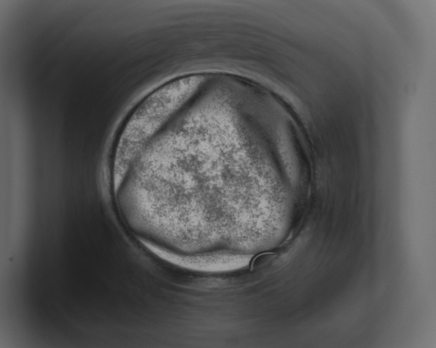 X0000100931517200807151233