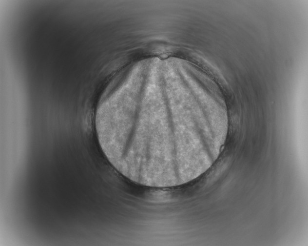 X0000100930325200807221142