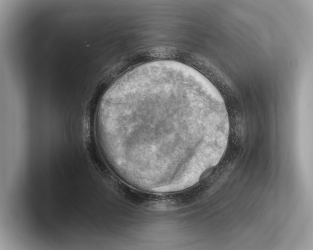 X0000100930696200807221137