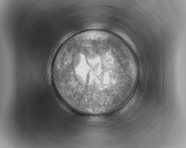 X0000100930850200807221135