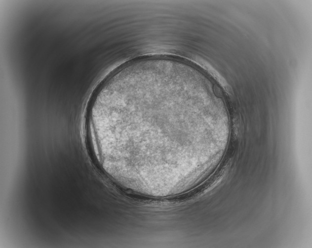 X0000100930885200807221135