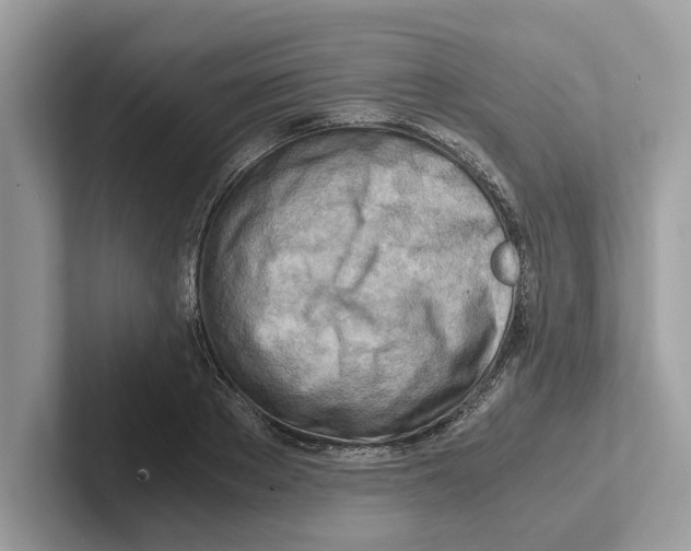 X0000100930889200807221134