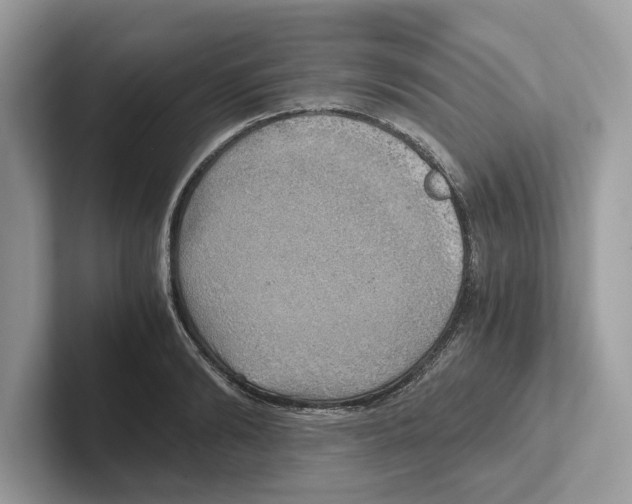 X0000100930894200807221134