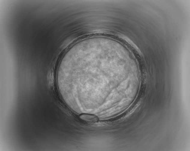 X0000100930969200807221133