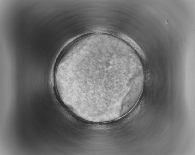 X0000100931036200807221133