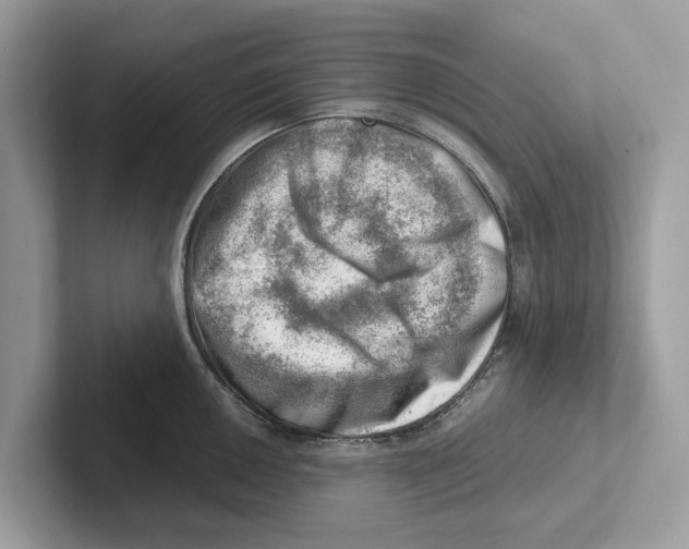 X0000100931050200807221133