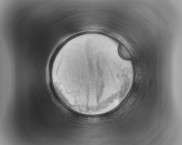 X0000100931080200807221132