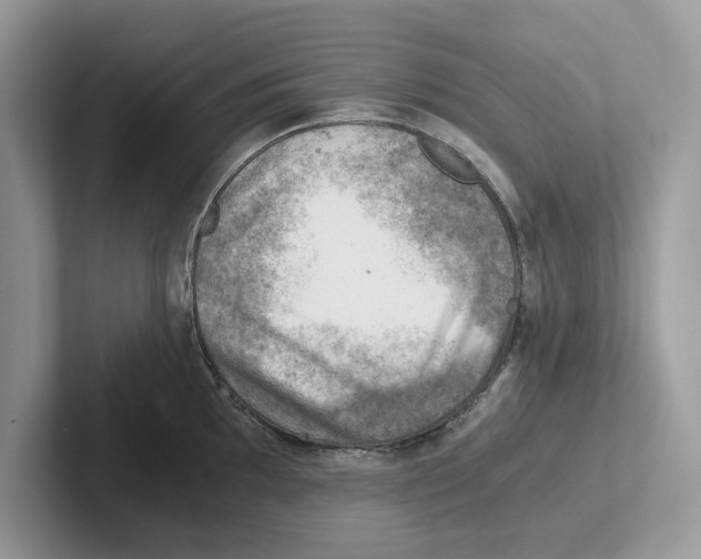 X0000100931097200807221132