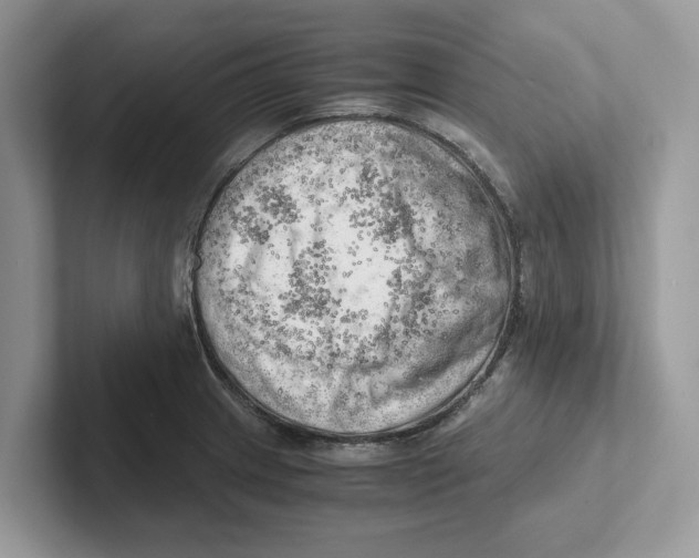 X0000100931233200807221130