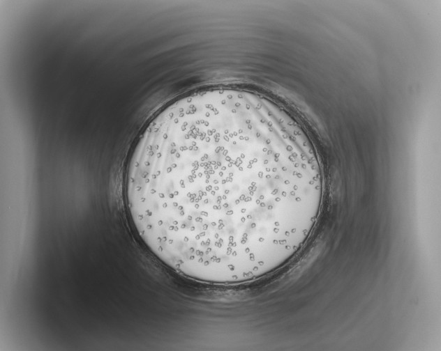 X0000100931273200807221129