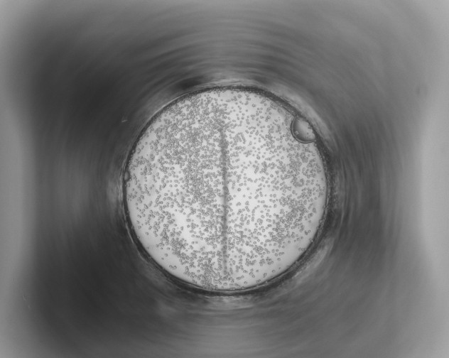 X0000100931281200807221129