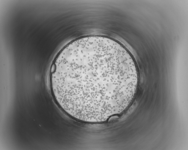 X0000100931293200807221129