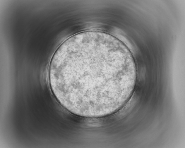 X0000100931338200807221129