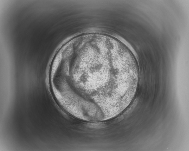 X0000100931437200807221128