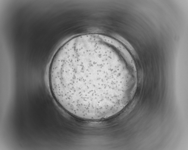 X0000100931439200807221128